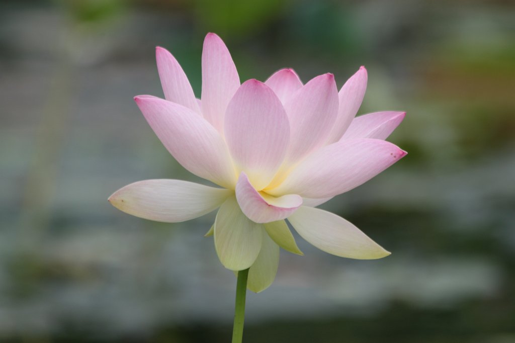 IMG_3944.JPG -  Lotus Flower  ( Lotosblume )
