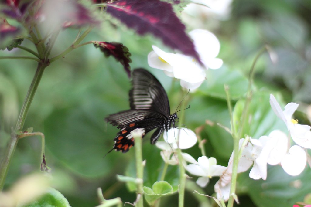 IMG_4280.JPG -  Papilio rumanzovia 