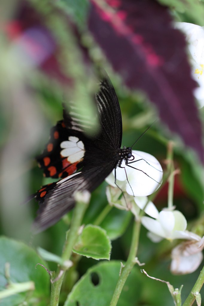 IMG_4294.JPG -  Papilio rumanzovia 