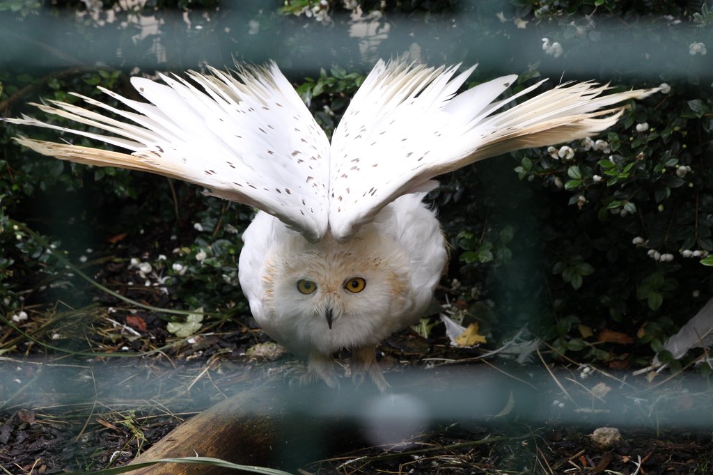 IMG_4387.JPG -  Snowy owl 