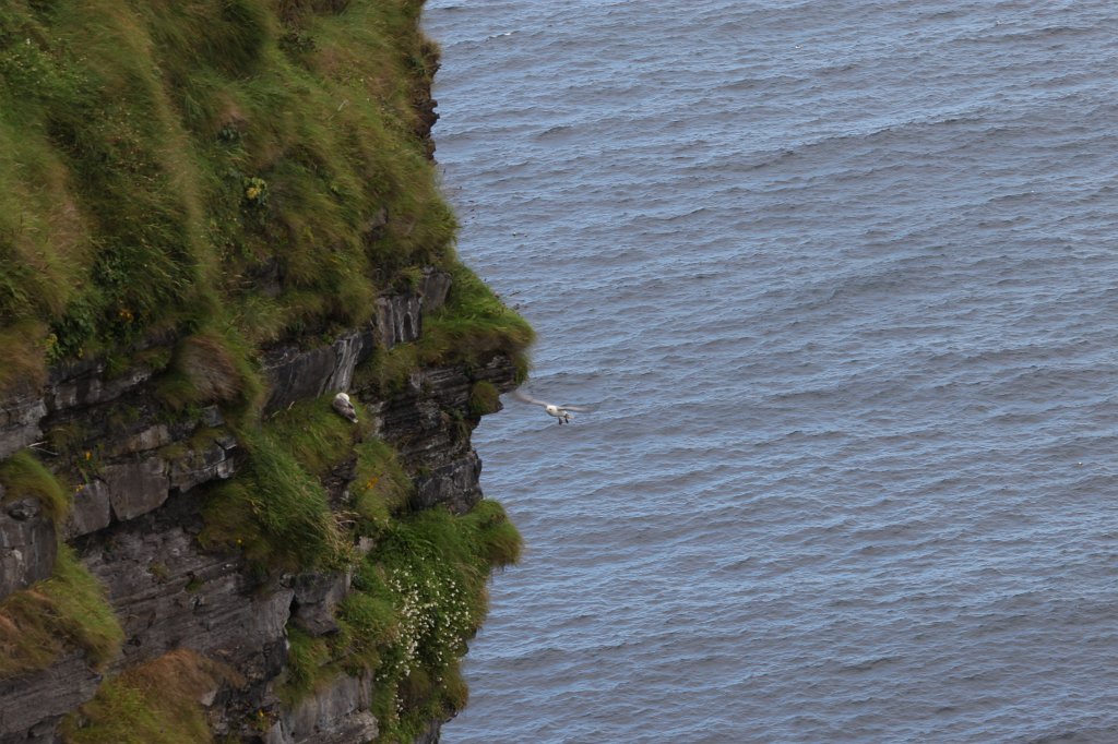 IMG_4734.JPG - Birds at the cliff