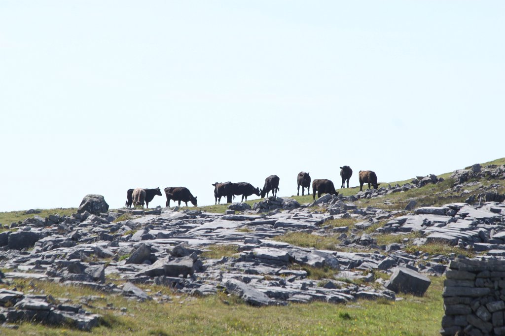 IMG_5094.JPG - Cattle on  Inishmore  meadow. Inishmore is the biggest of the  Aran islands .