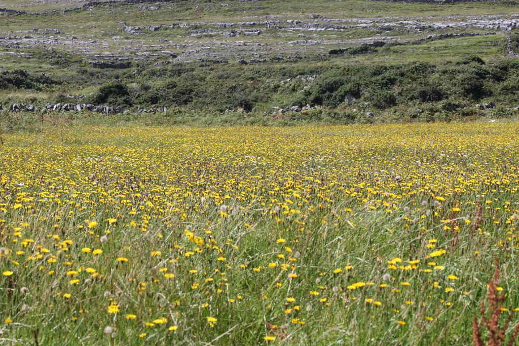 IMG_5169.JPG -  Inishmore  meadow. Inishmore is the biggest of the  Aran islands .