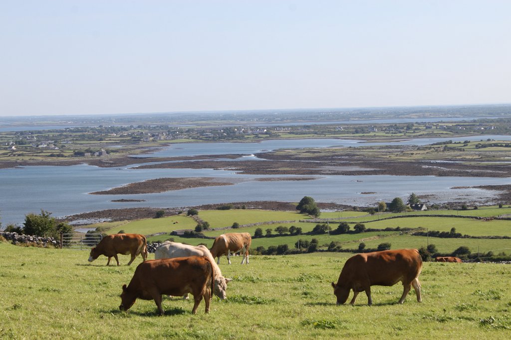 IMG_5226.JPG - The  Burren  meadow with happy irish cows