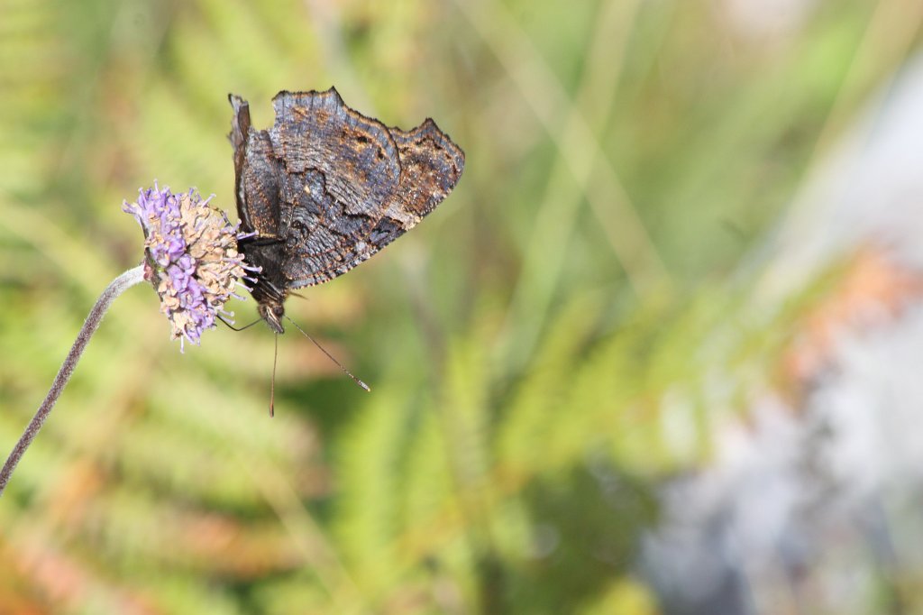 IMG_5265.JPG - During higing in the  Burren  we encountered this butterfly
