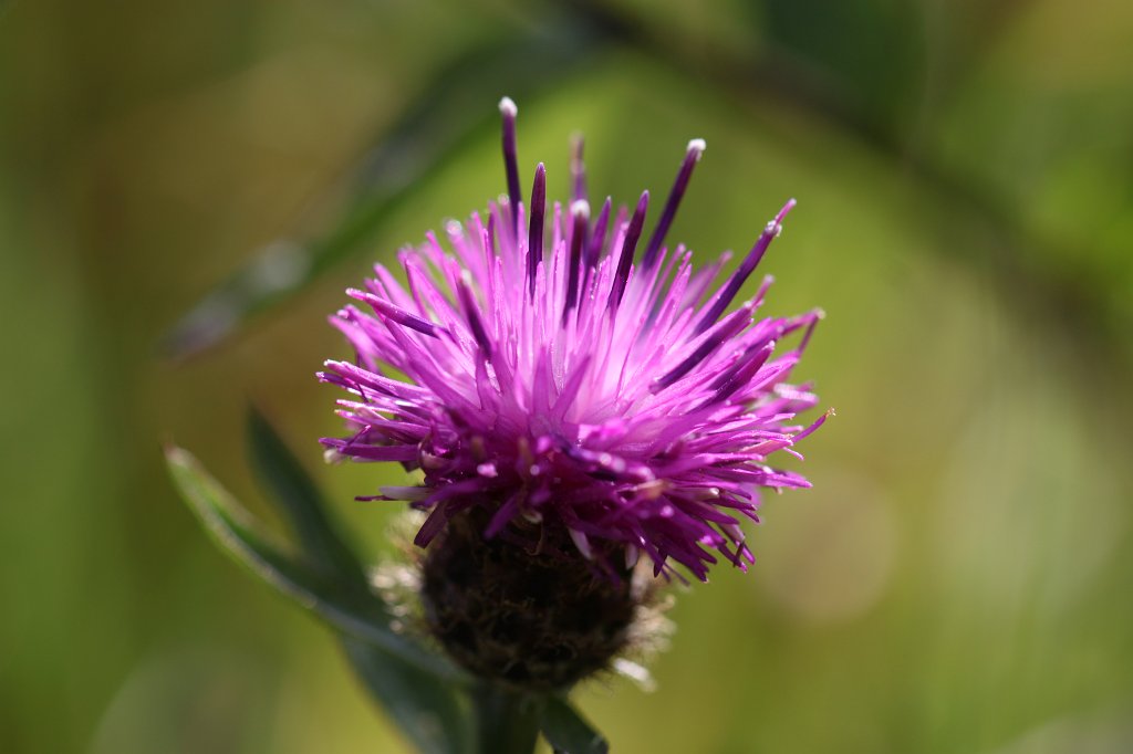 IMG_5304.JPG - During higing in the  Burren  we encountered this flower