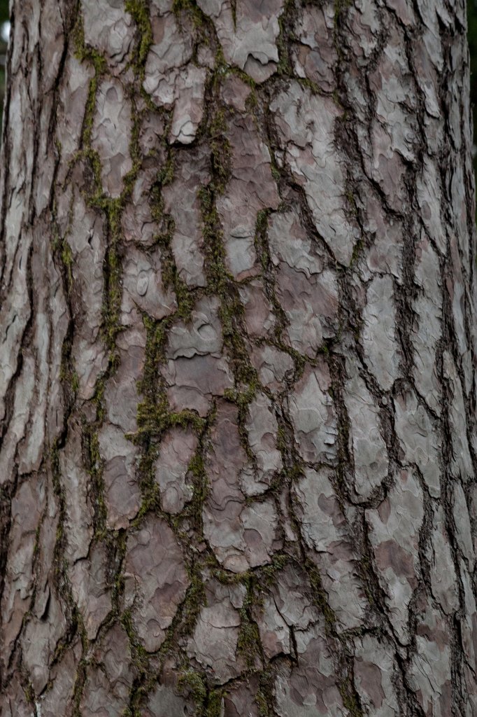 IMG_5780_c.jpg - Tree at  Muckross Lake 