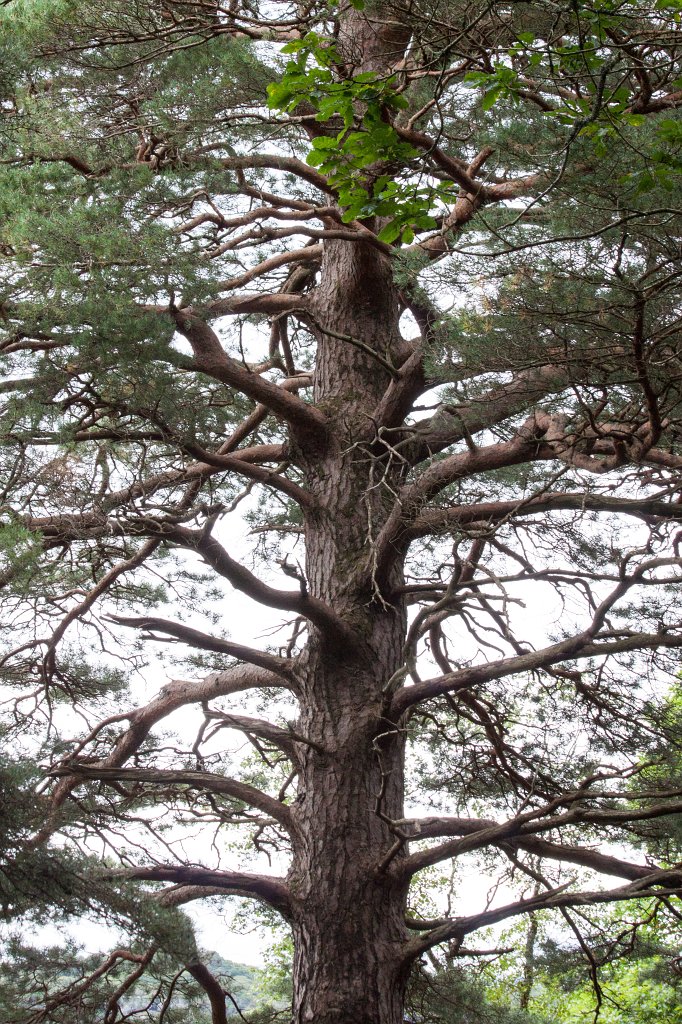 IMG_5782_c.jpg - Tree at  Muckross Lake 