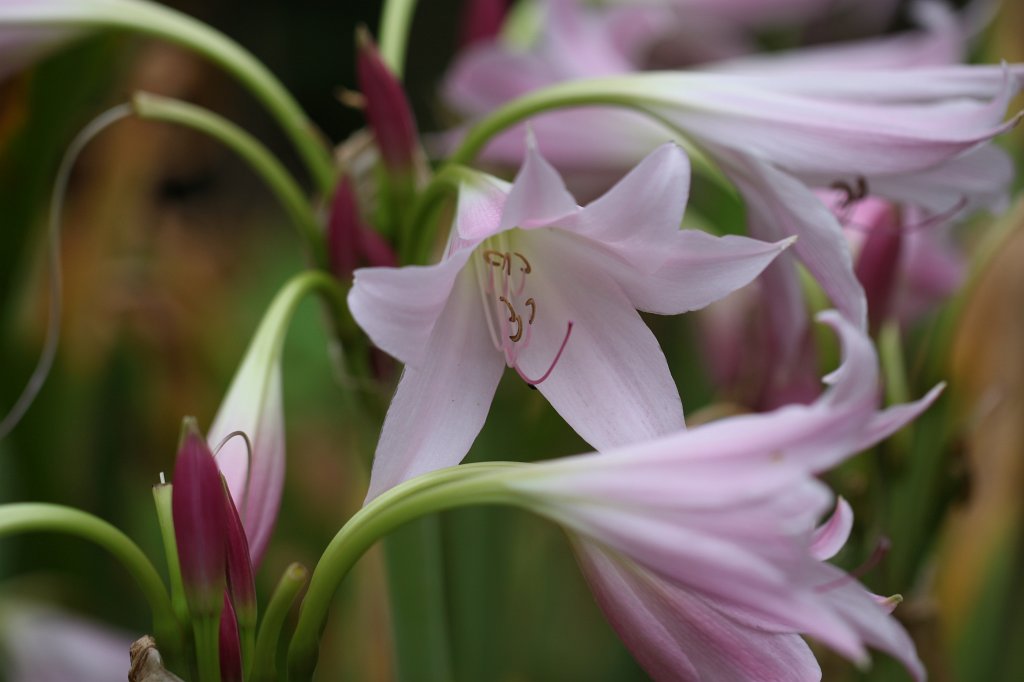 IMG_5824.JPG - Flower in  Muckross Garden 