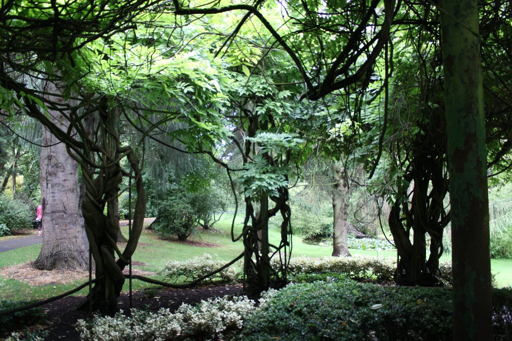 IMG_6237.JPG -  National Botanic Gardens of Ireland 