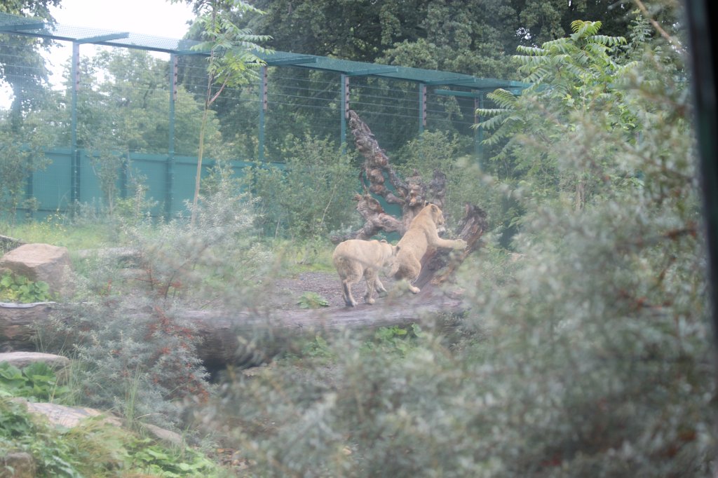 IMG_6644.JPG -  Lion  in  Dublin Zoo 