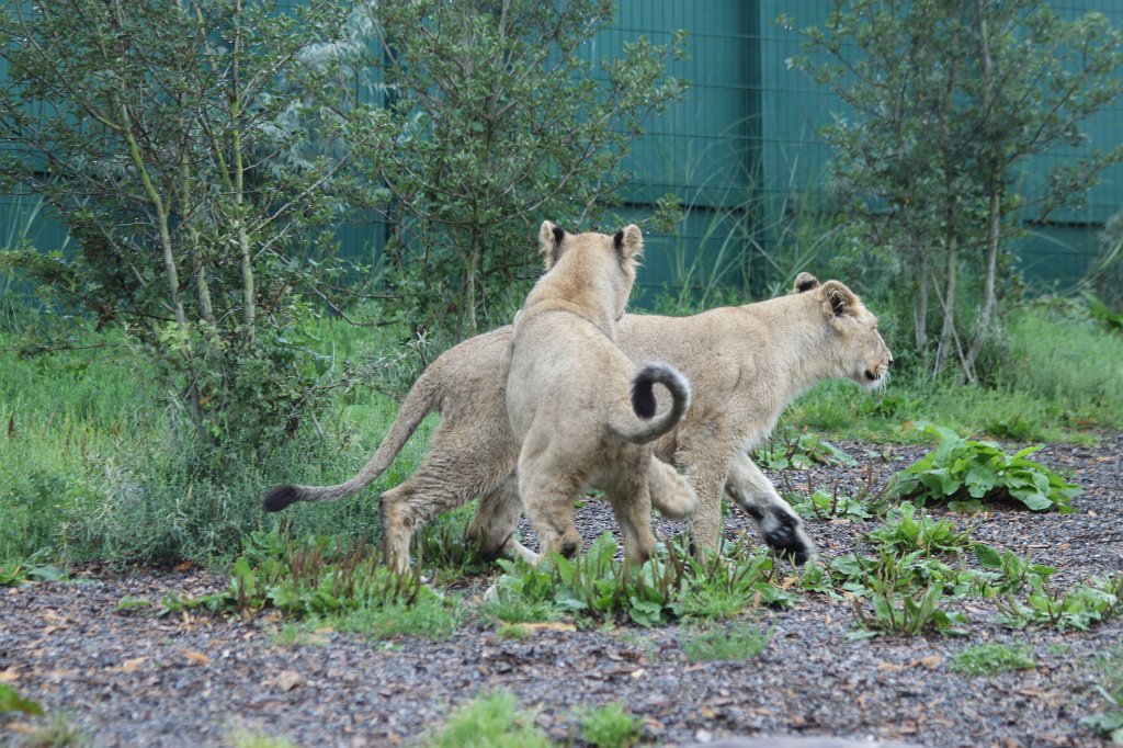 IMG_6657.JPG -  Lion  in  Dublin Zoo 