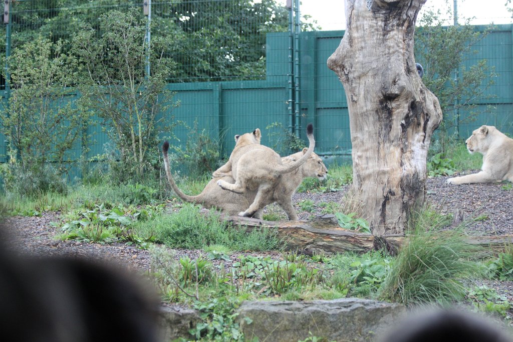 IMG_6665.JPG -  Lion  in  Dublin Zoo 