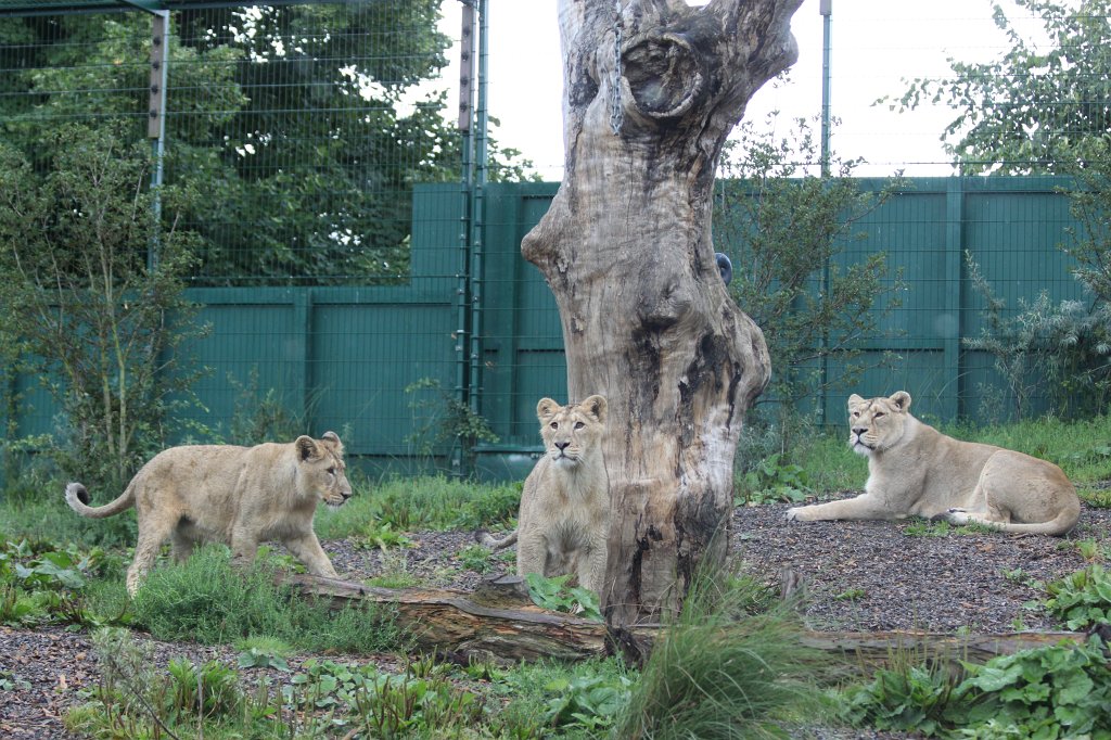IMG_6666.JPG -  Lion  in  Dublin Zoo 