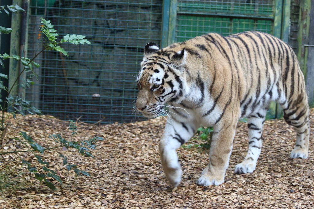 IMG_6682.JPG -  Tiger  in  Dublin Zoo 