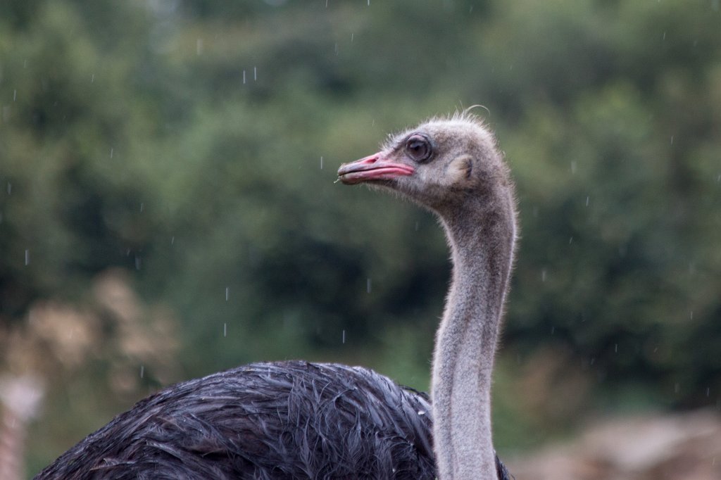 IMG_6688_c.jpg - Ostrich in the rain at  Dublin Zoo 