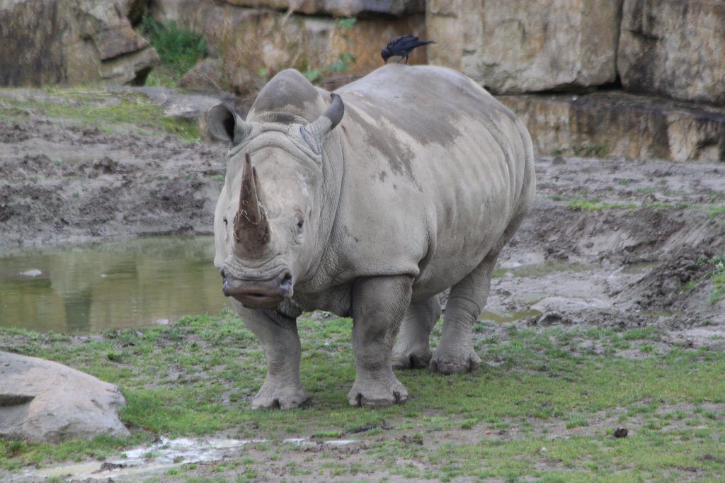 IMG_6701.JPG -  Rhinoceros  at  Dublin Zoo 