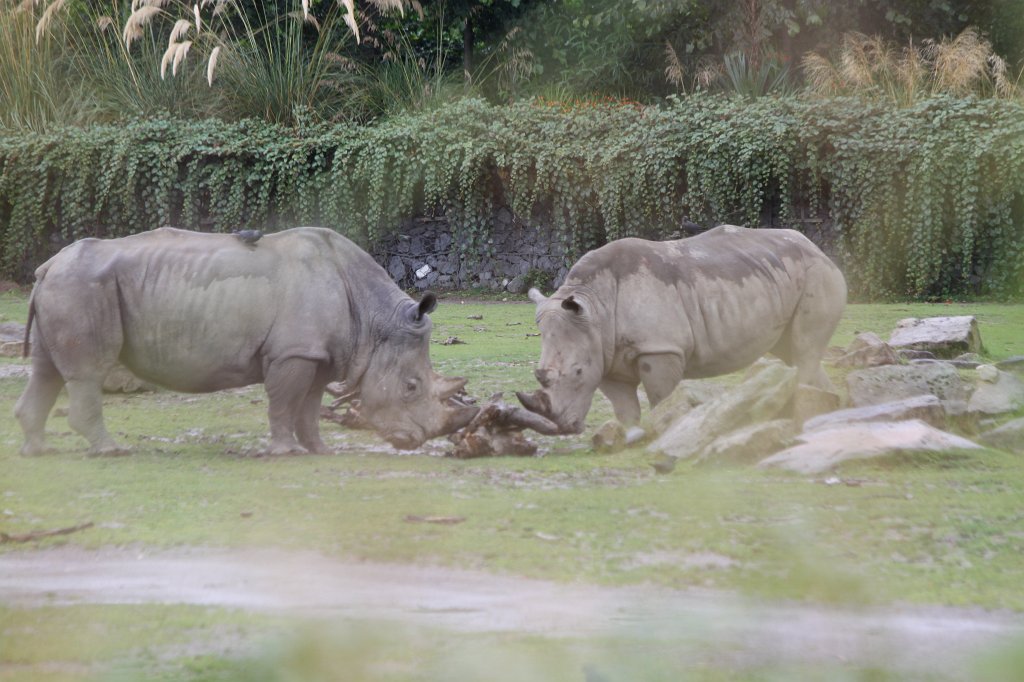 IMG_6724.JPG -  Rhinoceros  at  Dublin Zoo 