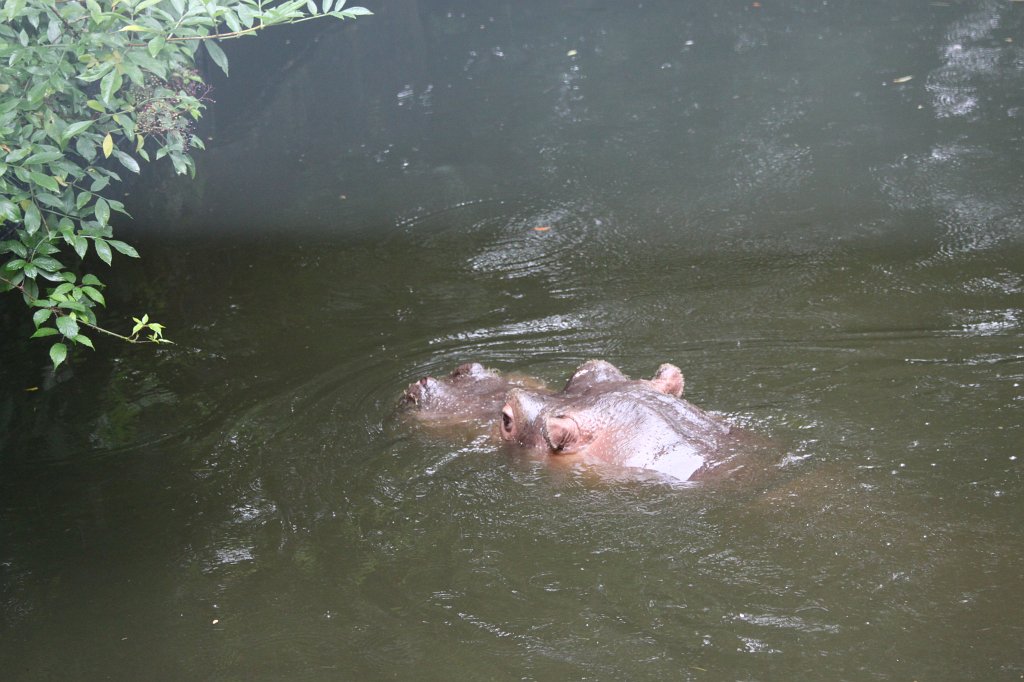 IMG_6725.JPG -  Hippopotamus  at  Dublin Zoo 