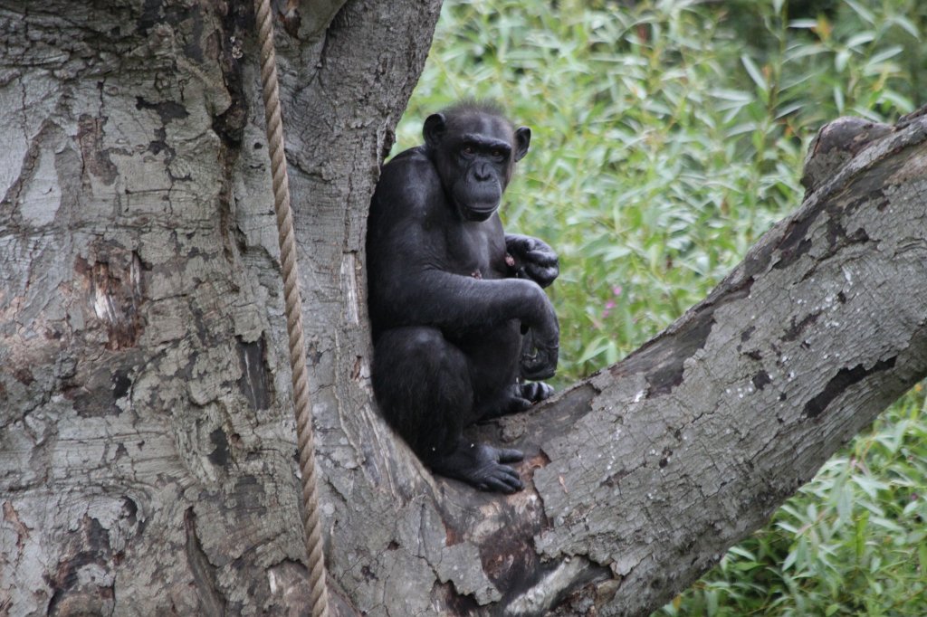 IMG_6739.JPG -  Chimpanzee  at  Dublin Zoo 