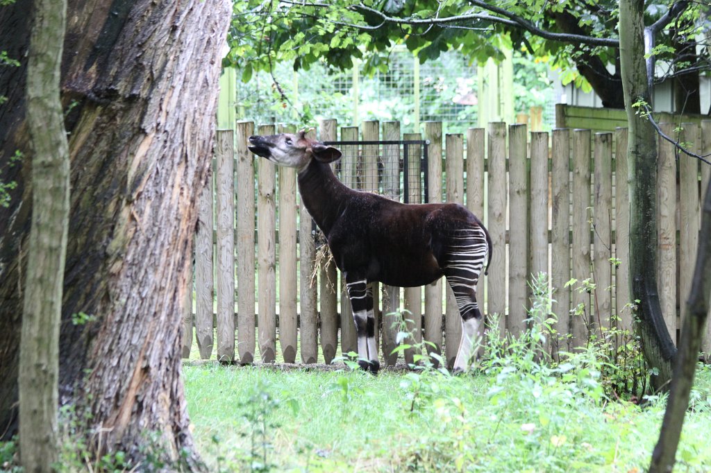 IMG_6745.JPG -  Okapi  at  Dublin Zoo 