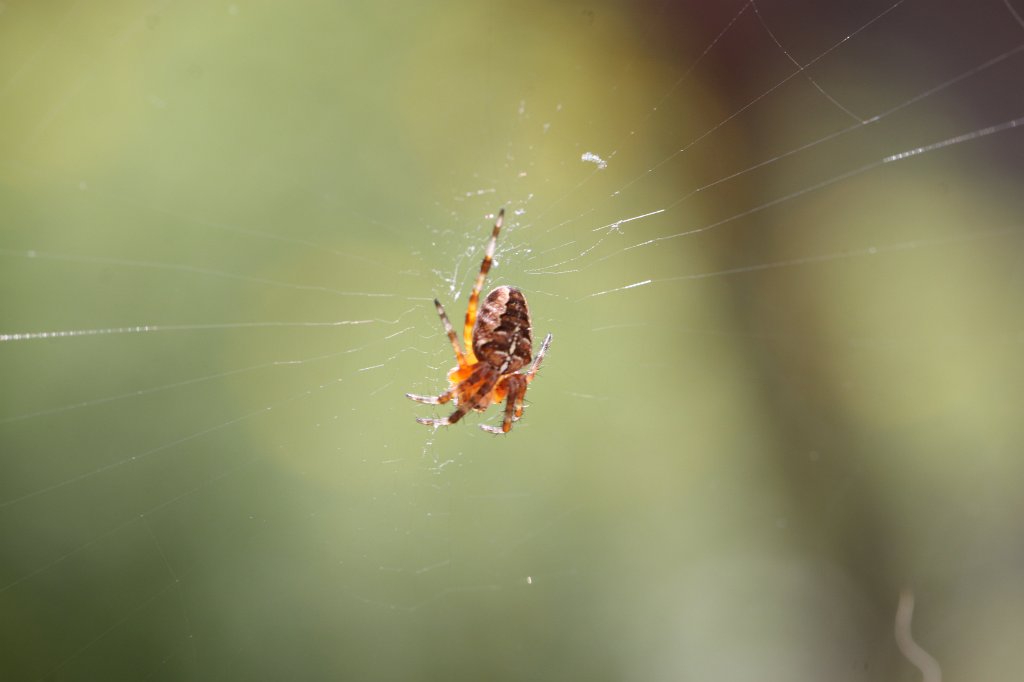 IMG_4115.JPG -  European garden spider  ( Gartenkreuzspinne )
