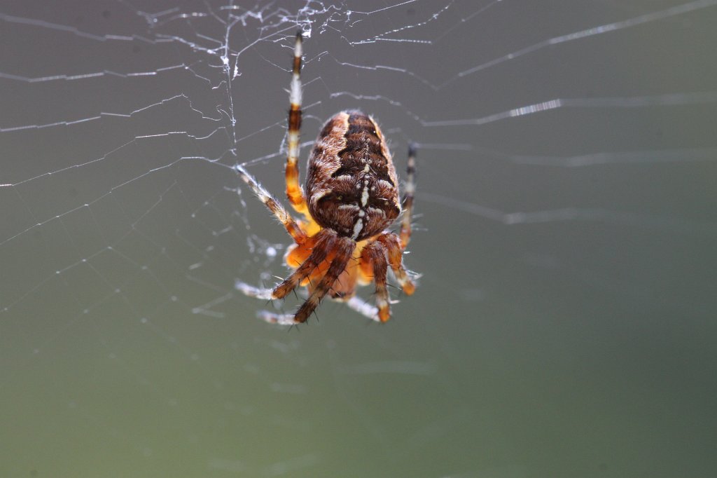 IMG_4119.JPG -  European garden spider  ( Gartenkreuzspinne )