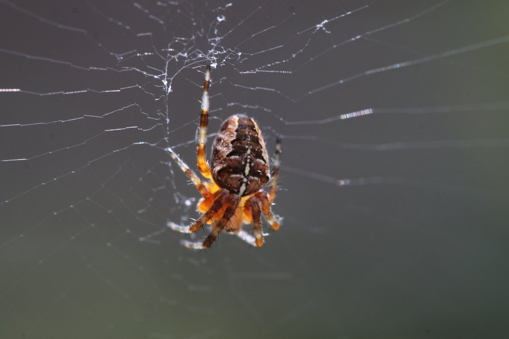 IMG_4121.JPG -  European garden spider  ( Gartenkreuzspinne )
