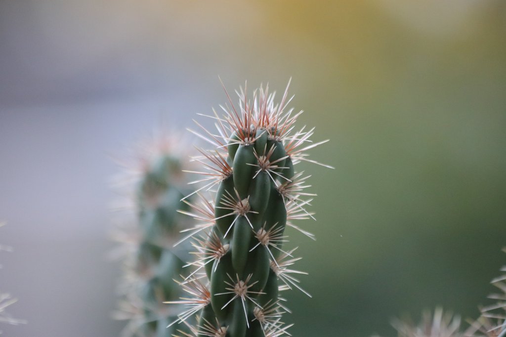 574A0100.JPG - Cactus