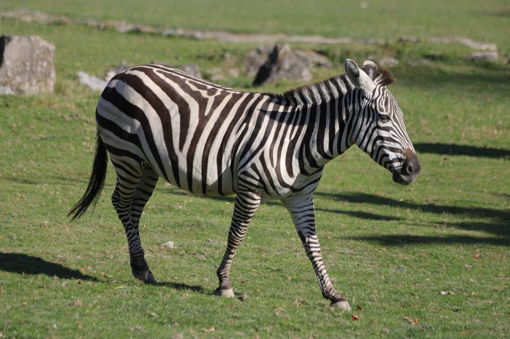 574A0160.JPG -  Grants Zebra  ( Böhm- oder Grant-Zebra )