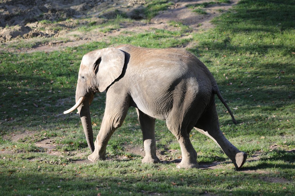 574A0202.JPG -  African bush elephant  ( Afrikanischer Elefant )