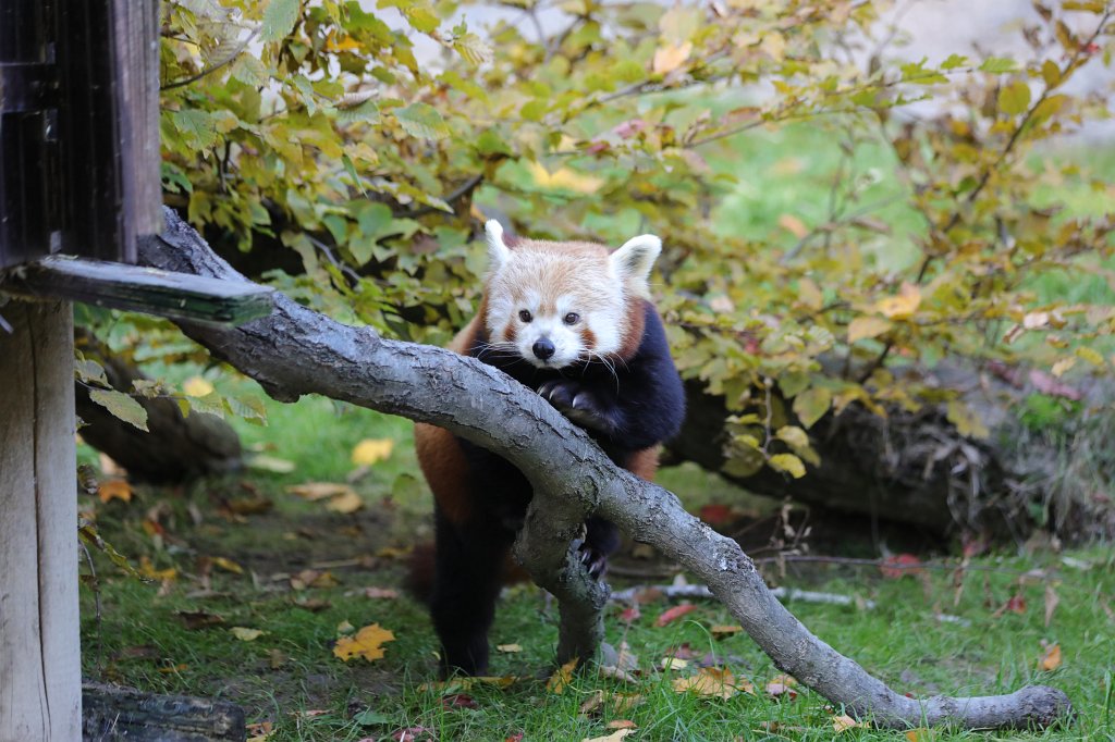 574A0330.JPG -  Red panda  ( Roter Panda )