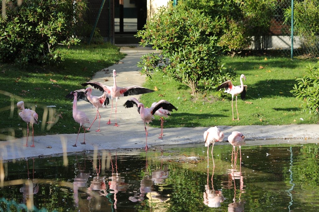 574A0344.JPG -  Flamingos 