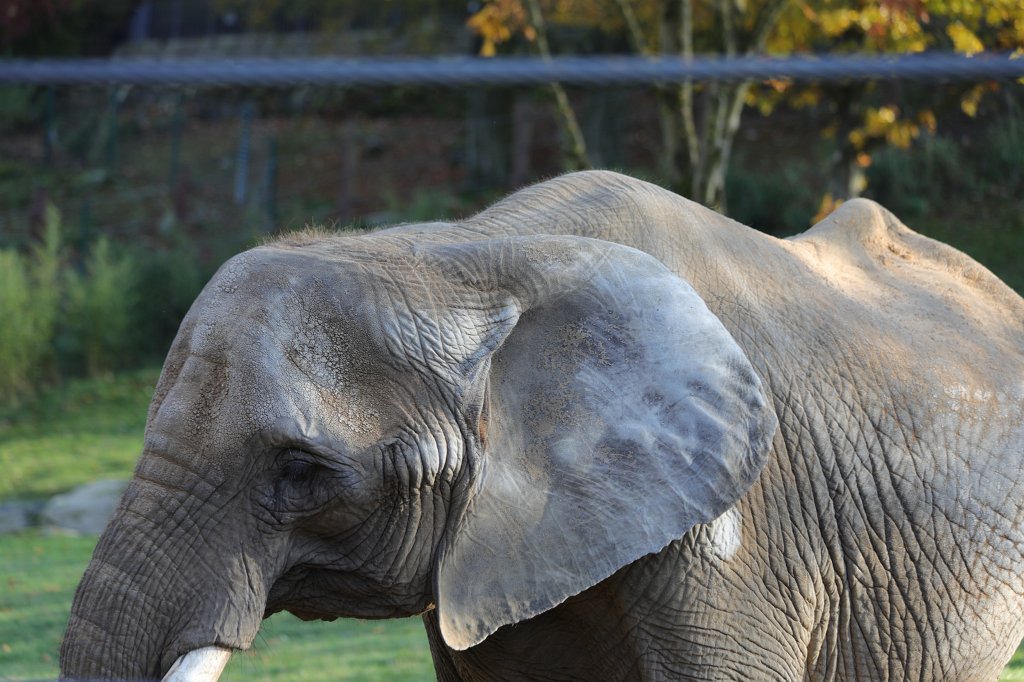 574A0350.JPG -  African bush elephant  ( Afrikanischer Elefant )