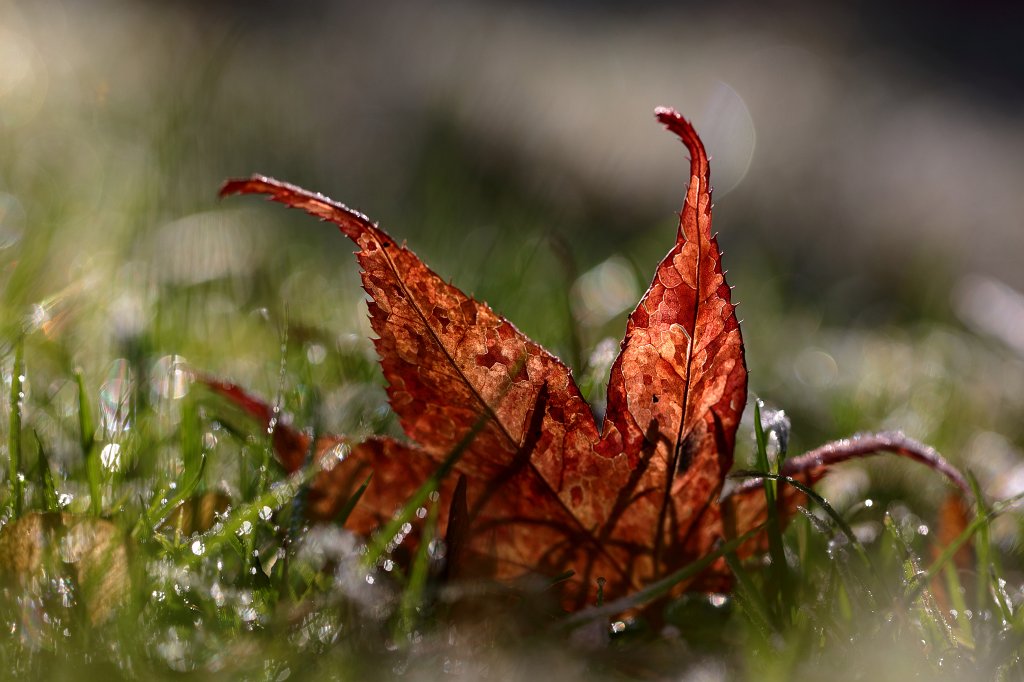 574A0477_c.JPG - Fallen leaf in my garden in the morning frost and light
