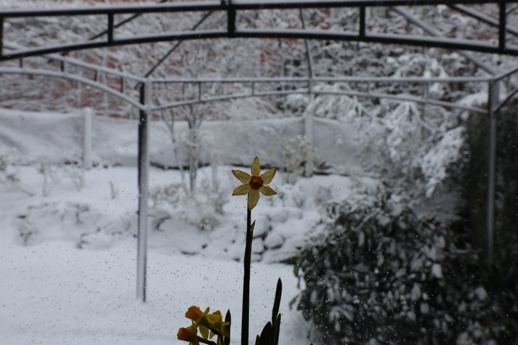 574A0951.JPG -  Narcissus  and the cold snow