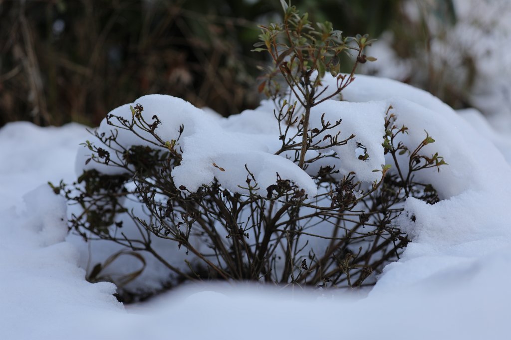 574A2479.JPG - Snow on shrub