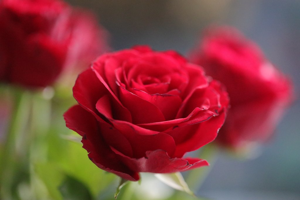 574A2772.JPG - Red roses