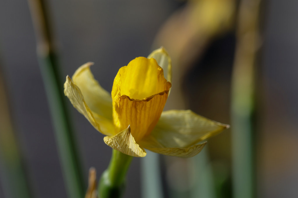 574A2583_c.jpg -  Wild daffodil  ( Osterglocke )