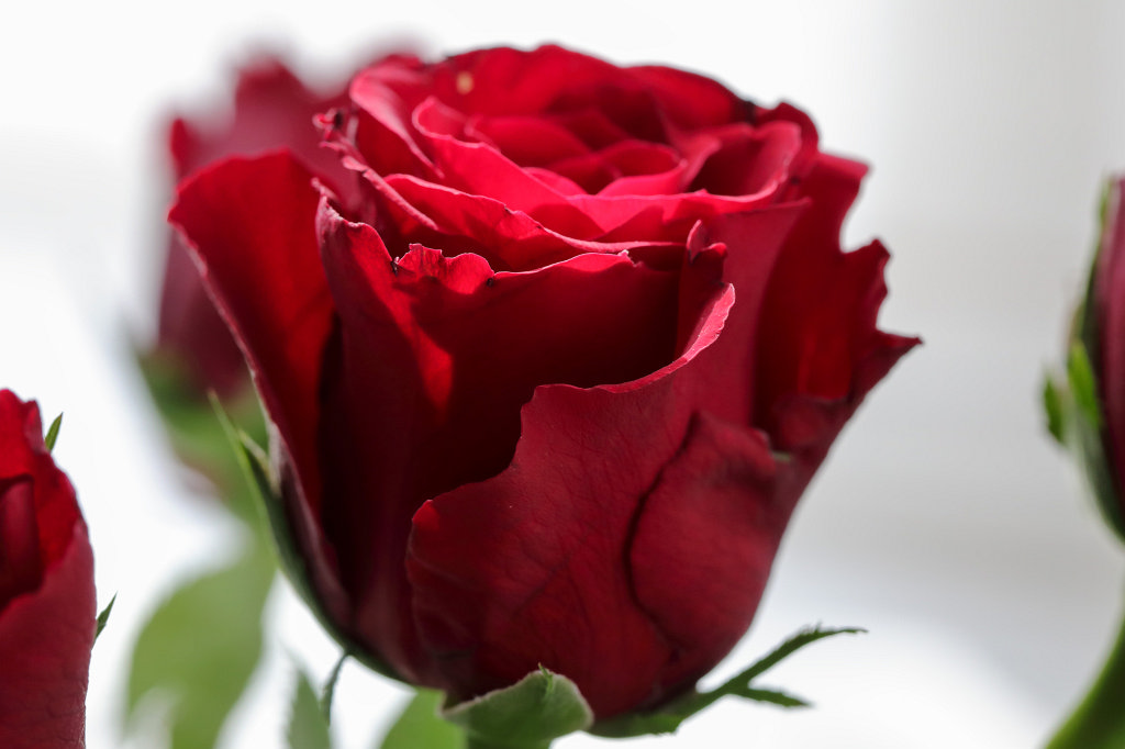 574A2584_c.jpg - Red Roses