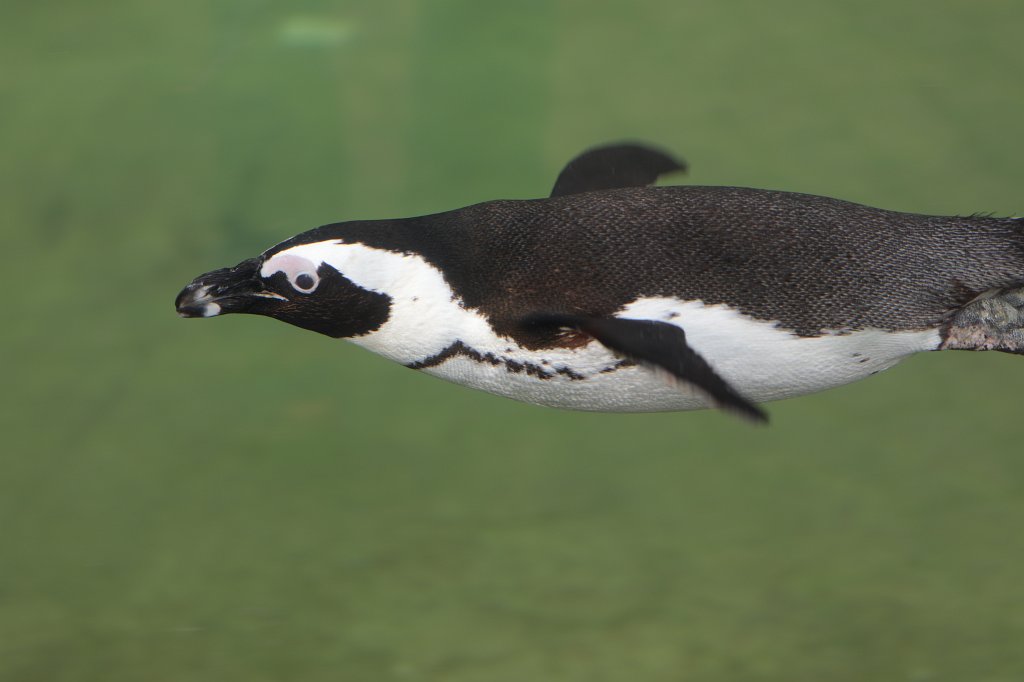 574A2590.JPG -  African penguin  ( Brillenpinguin )