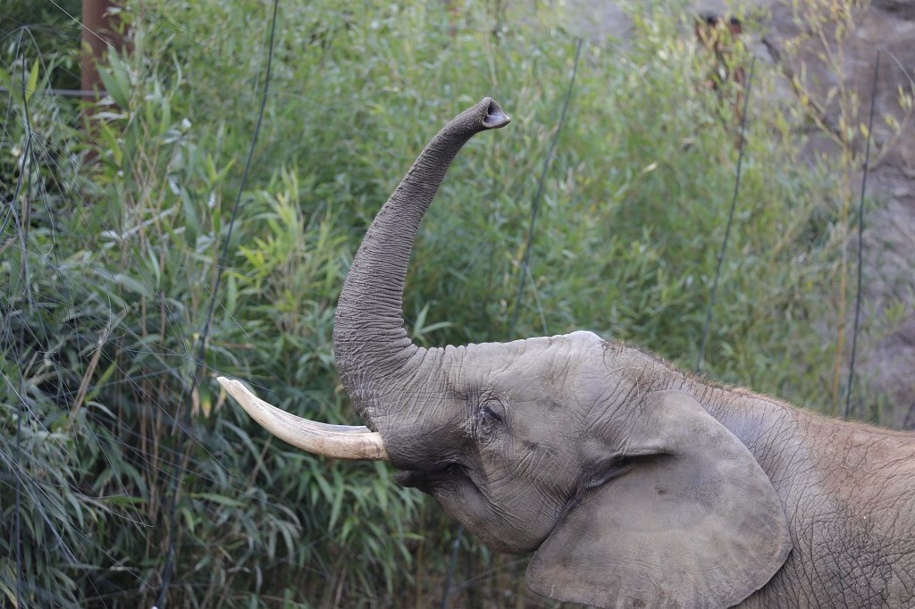 574A2623.JPG -  African bush elephant  ( Afrikanischer Elefant )