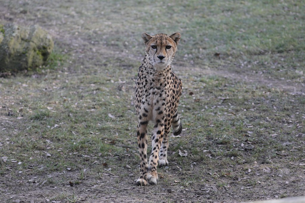 574A2701.JPG -  Cheetah  ( Gepard )