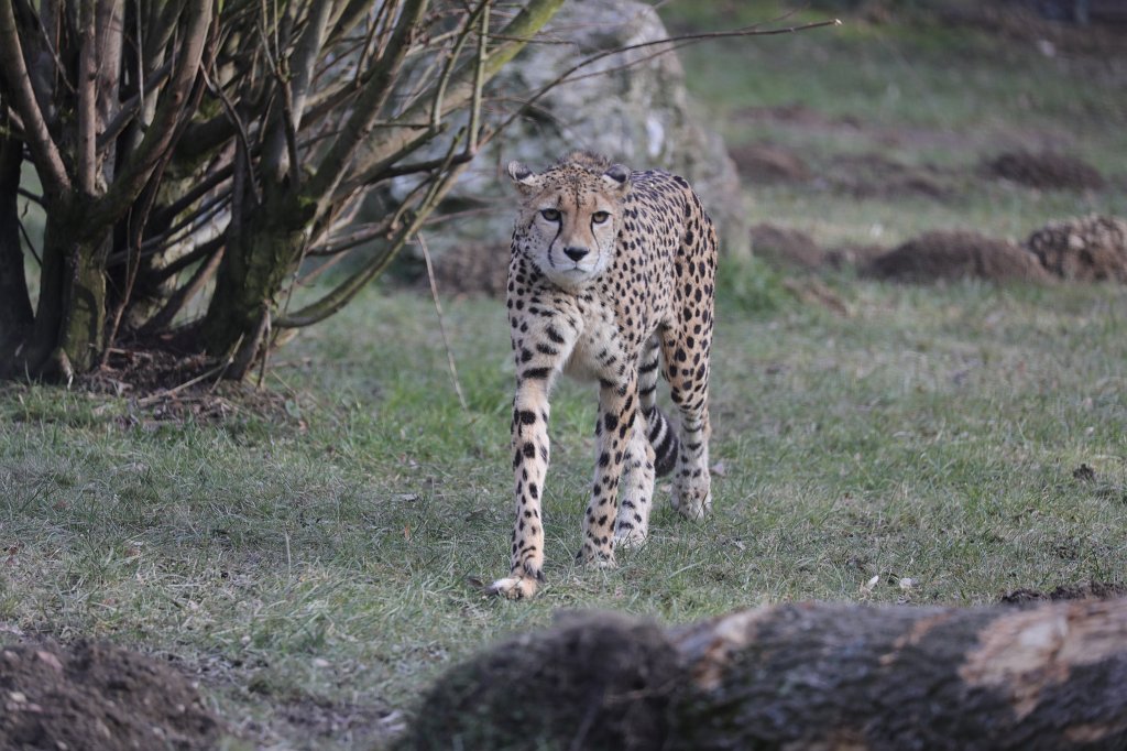 574A2710.JPG -  Cheetah  ( Gepard )