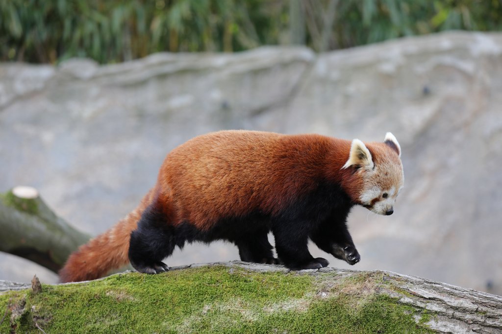 574A2748.JPG -  Red panda  ( Kleiner Panda )