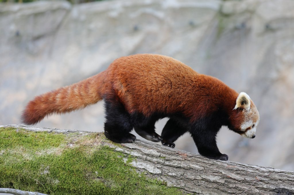 574A2750.JPG -  Red panda  ( Kleiner Panda )