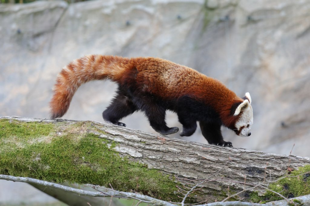 574A2754.JPG -  Red panda  ( Kleiner Panda )