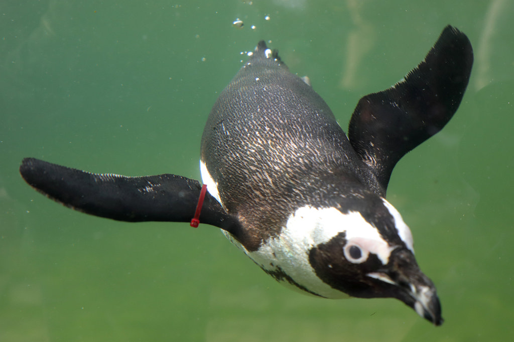 574A2791_c.jpg -  African penguin  ( Brillenpinguin )