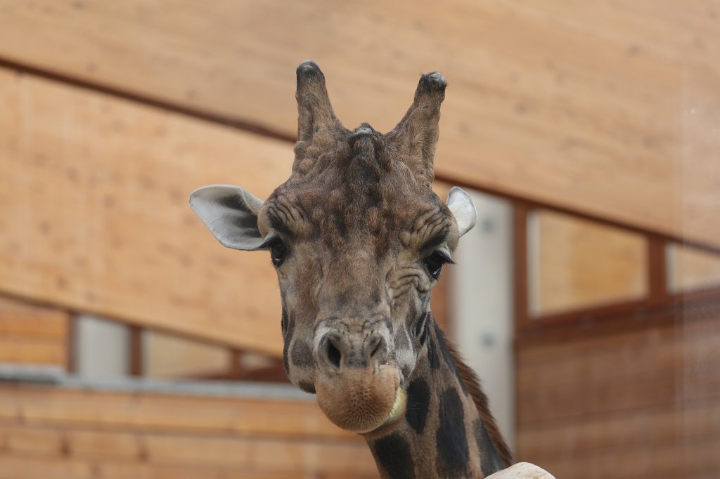 574A2817.JPG -  Rothschild's giraffe  (Rothschild- Giraffe )