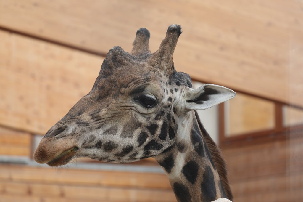 574A2818.JPG -  Rothschild's giraffe  (Rothschild- Giraffe )